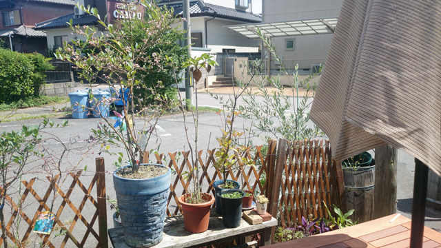 店舗前の植物2